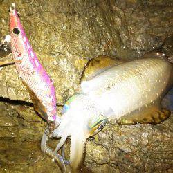 ナイトエギング