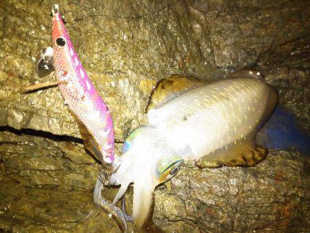 ナイトエギング