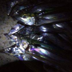 また爆釣でした(^ ^)