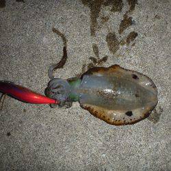 淡路島アオリイカ釣行