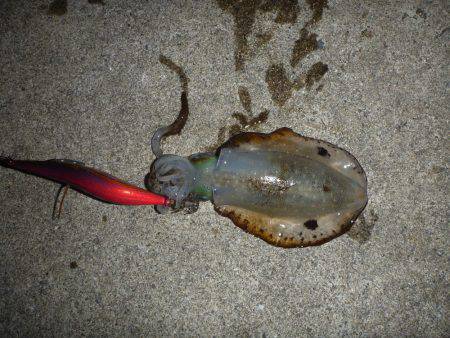 淡路島アオリイカ釣行