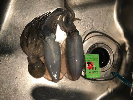 アオリでええやんか(｡-_-｡)