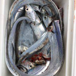 サゴシとタチウオ