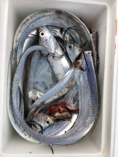 サゴシとタチウオ