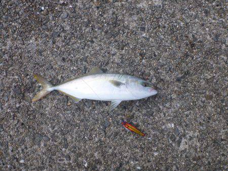 岸和田一文字 青物・タチウオ狙い