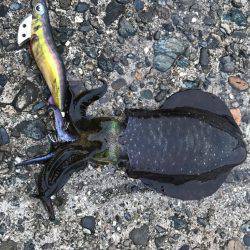 アオリイカ、キビレ