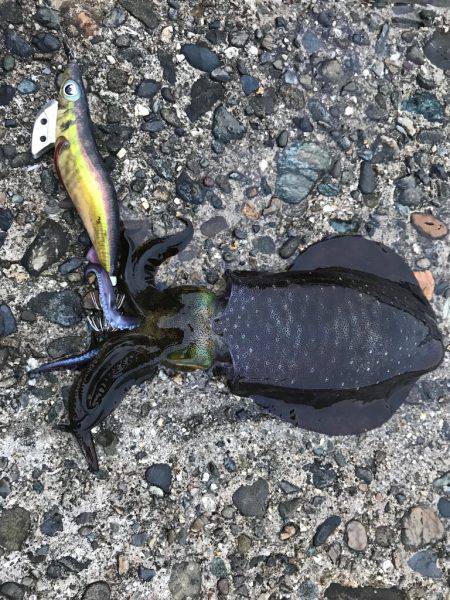 アオリイカ、キビレ