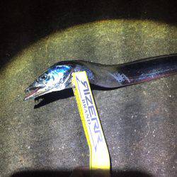 南港タチウオ 徐々に湾奥へ！