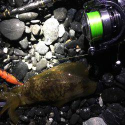 ナイトエギング‼︎