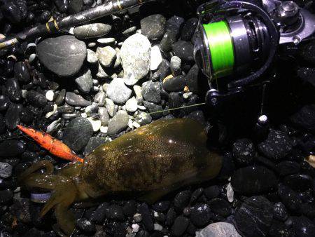 ナイトエギング‼︎