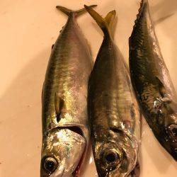 ポートアイランド タチウオエサ釣り入れ食い！