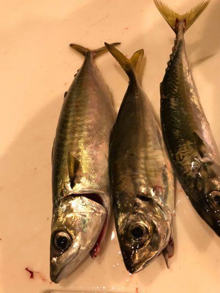 ポートアイランド タチウオエサ釣り入れ食い！