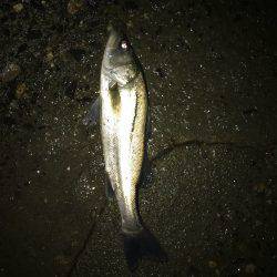 秋シーバス好調(๑╹ω╹๑ )