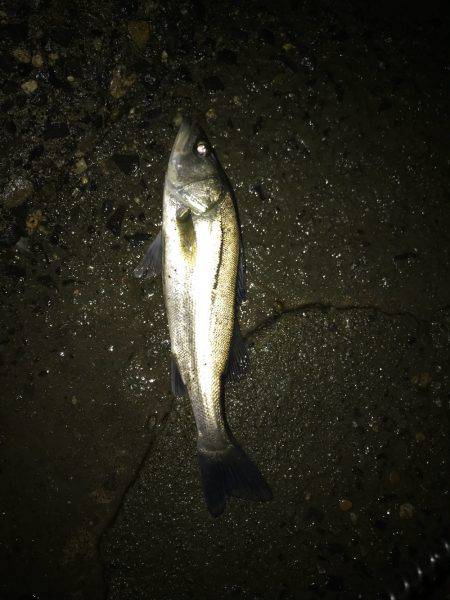 秋シーバス好調(๑╹ω╹๑ )