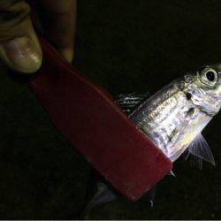 またまた渋いアジング