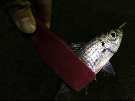 またまた渋いアジング