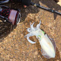 デイ・サーフエギング