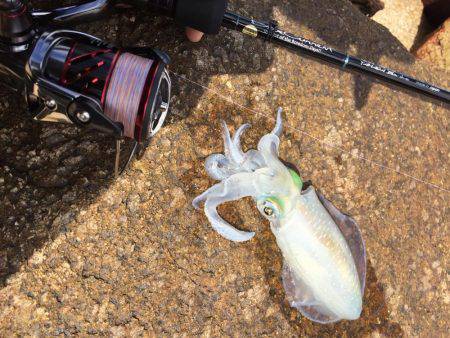 デイ・サーフエギング