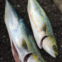 久々のショアジギング