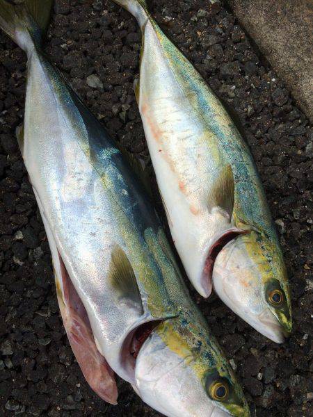 久々のショアジギング