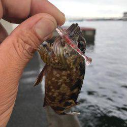 お初泣き尺タケノコメバル♫