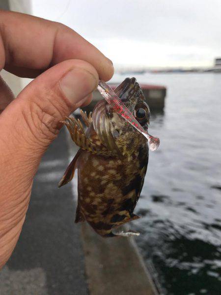 お初泣き尺タケノコメバル♫