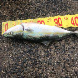 一年ぶりのハマチ狙い