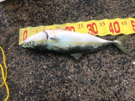 一年ぶりのハマチ狙い