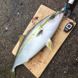 ドラゴン捕獲！