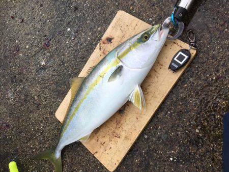 ドラゴン捕獲！