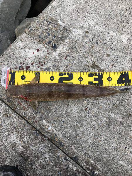 初ライトショアジギング