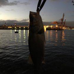 南港シーバス 高活性!