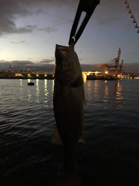 南港シーバス 高活性!