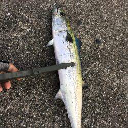 SSJで謎の魚ゲットしました