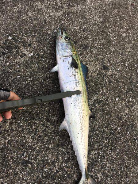 SSJで謎の魚ゲットしました