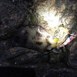 磯でアオリイカ