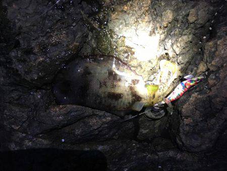 磯でアオリイカ