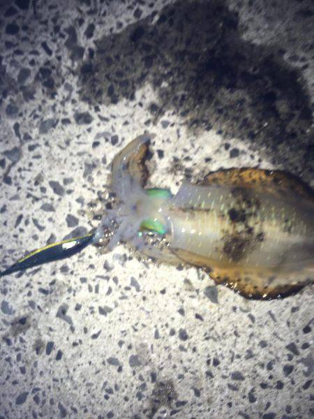 まったりエギング