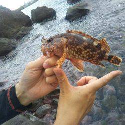 ガシラを求めて