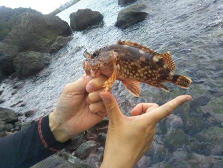 ガシラを求めて