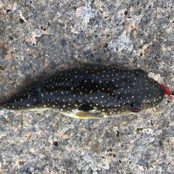 パワーイソメゲーム