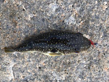 パワーイソメゲーム