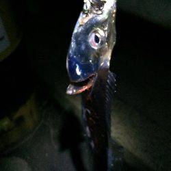 太刀魚、ボチボチ。