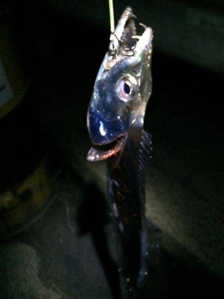 太刀魚、ボチボチ。