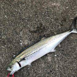 シーバス狙いが