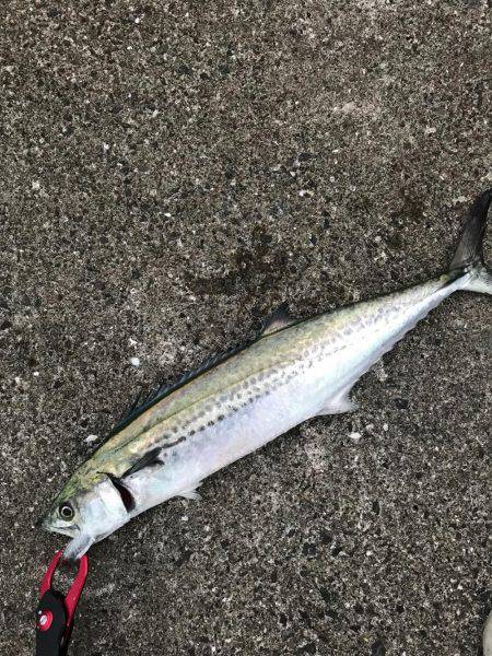 シーバス狙いが