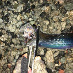 ミッドナイトワインド