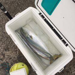 岸和田一文字サワラ！