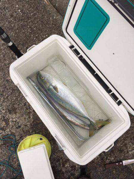 岸和田一文字サワラ！