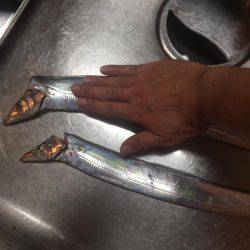 やっと湾内にもタチウオ